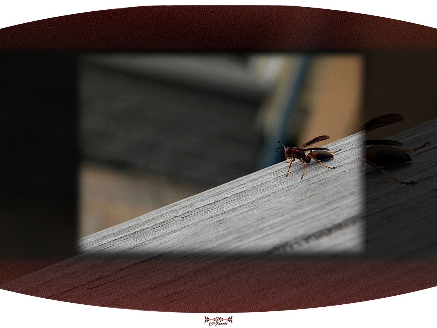 Macro shot of a wasp sitting on wooden stairs