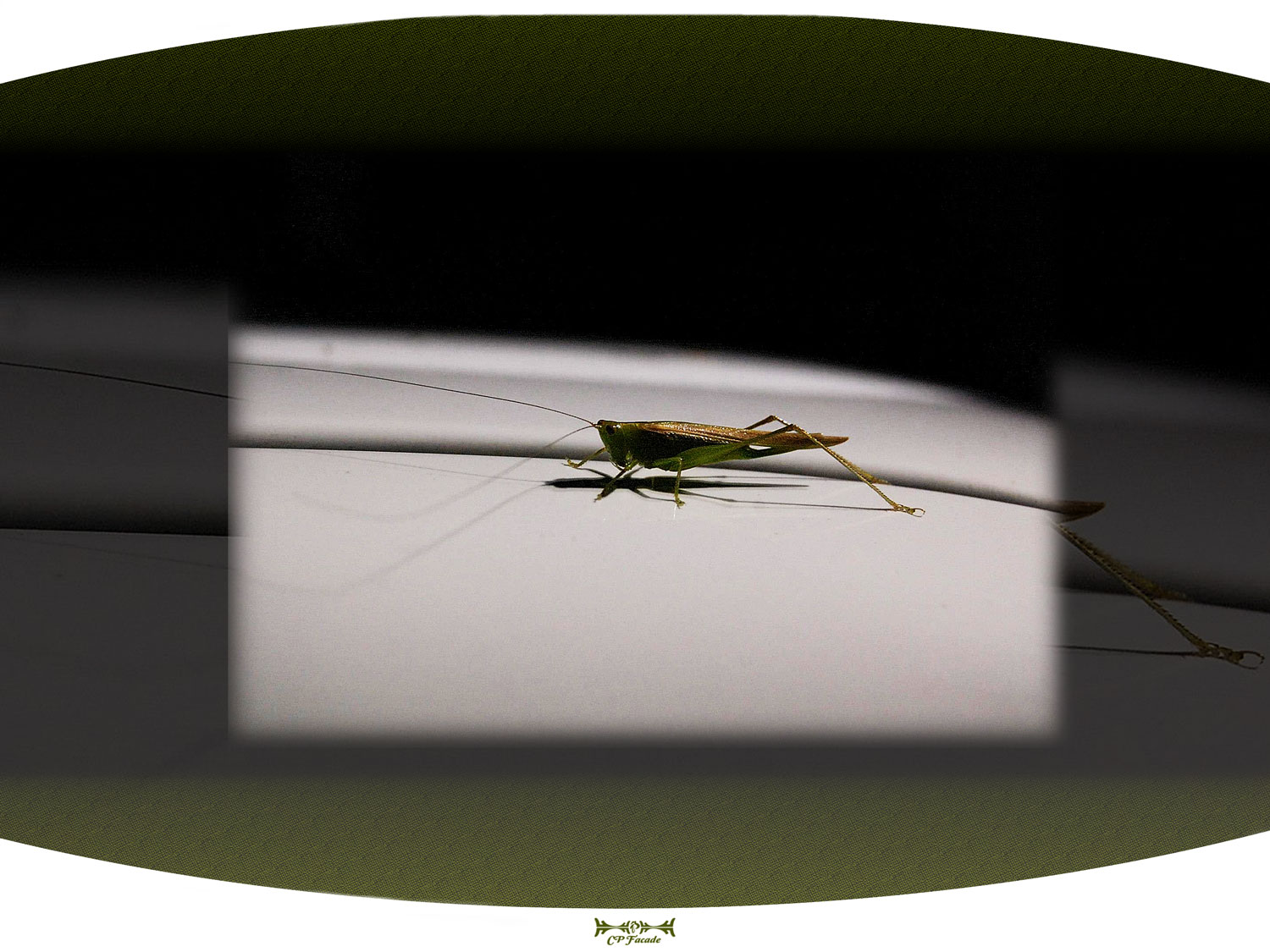 Macro shot of grasshopper in profile sitting on car roof